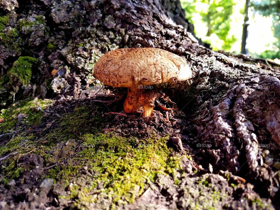 mushroom