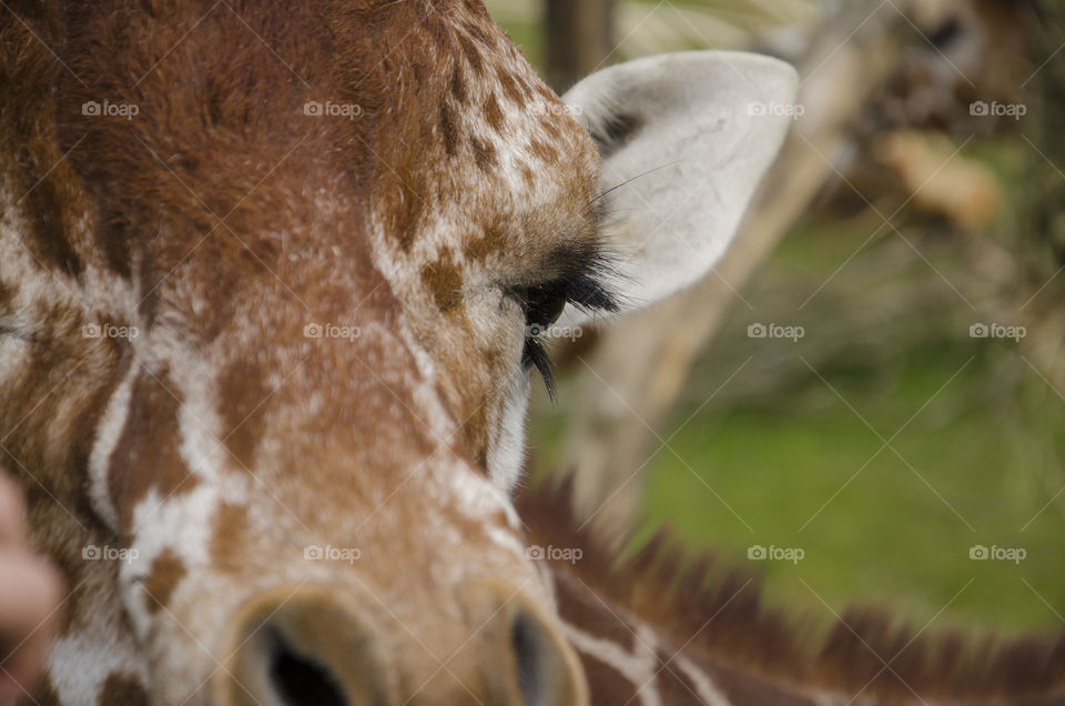 A close up image of a curious giraffe 