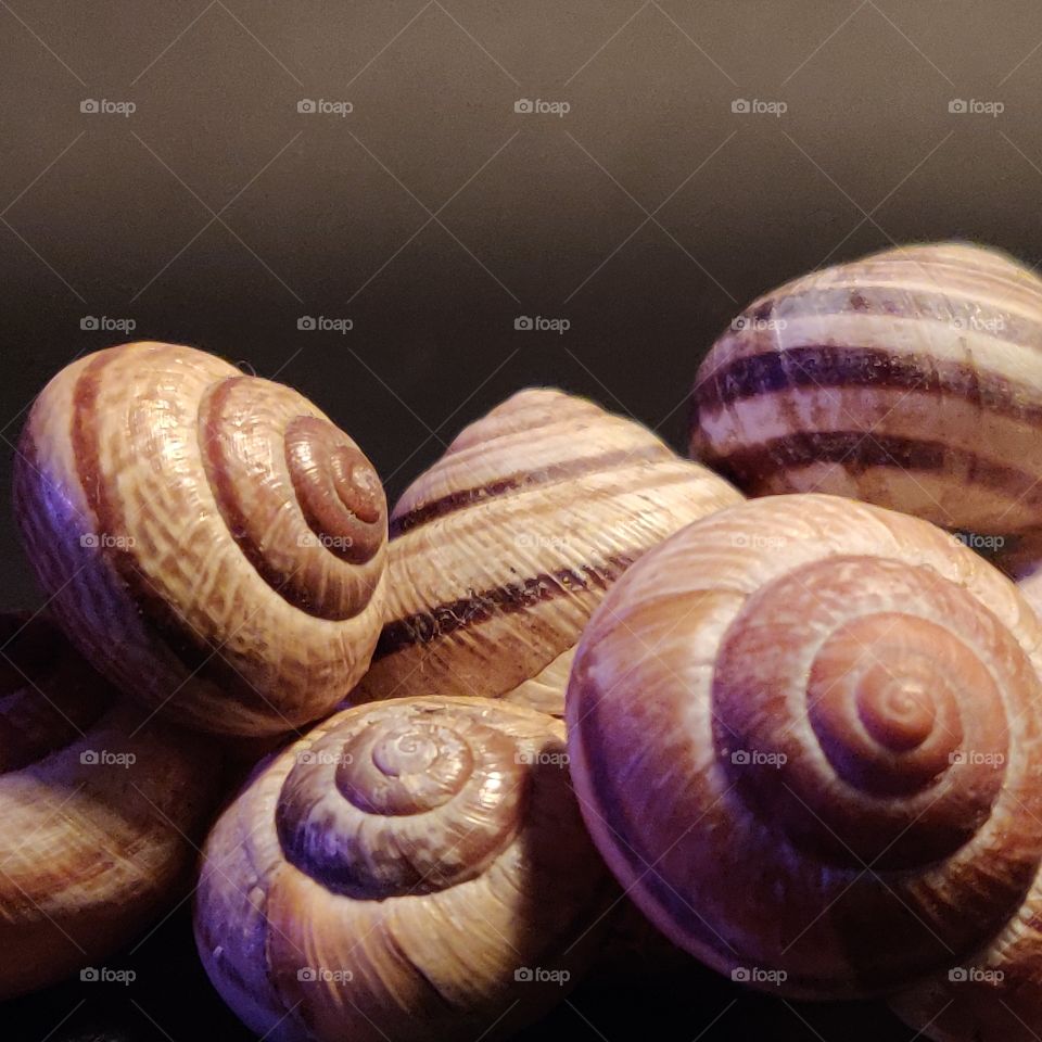 snail shells