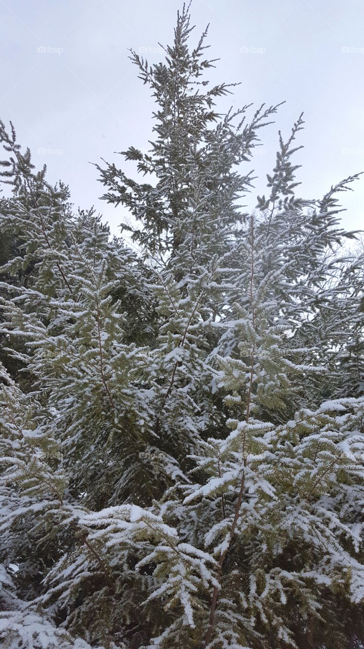 Close-up of snowy tree