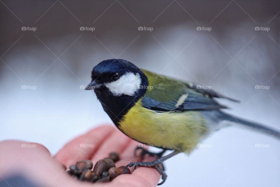 Small bird on hand 