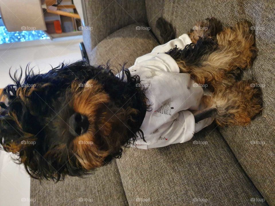 Puppy in pyjamas!