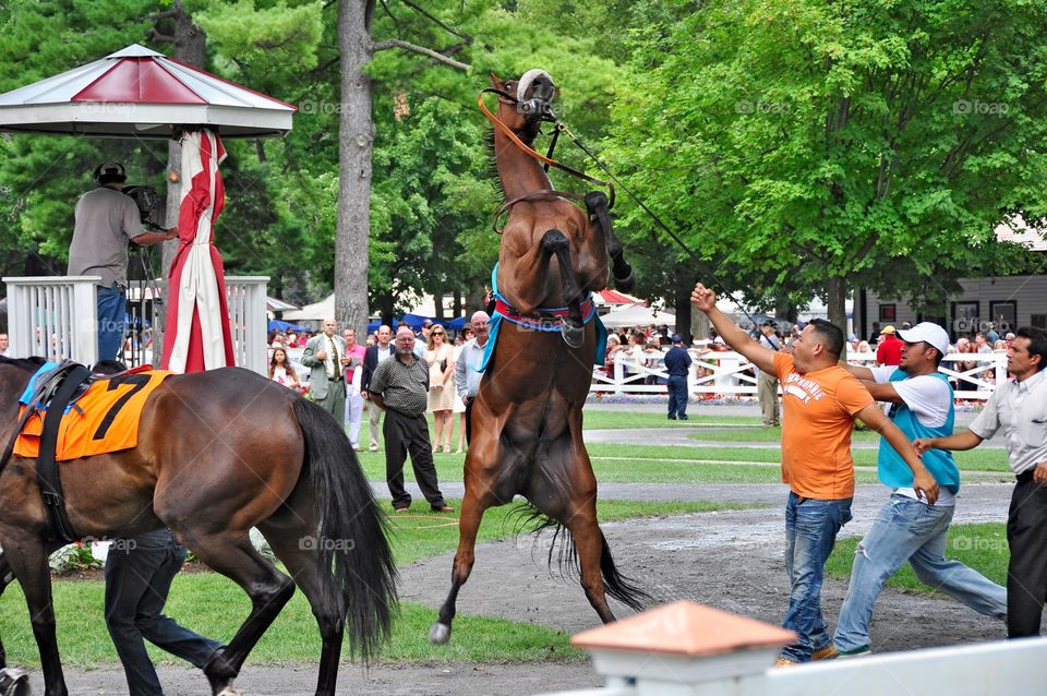 Gelding Power. The great gelding Rudy Rudy Rudy shows his power before winning his race at Saratoga by rearing on his hind legs. 