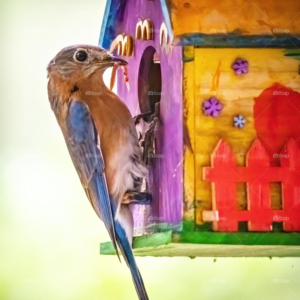 A vivid array of colors to celebrate Spring. Mama Bluebird delivers breakfast. 