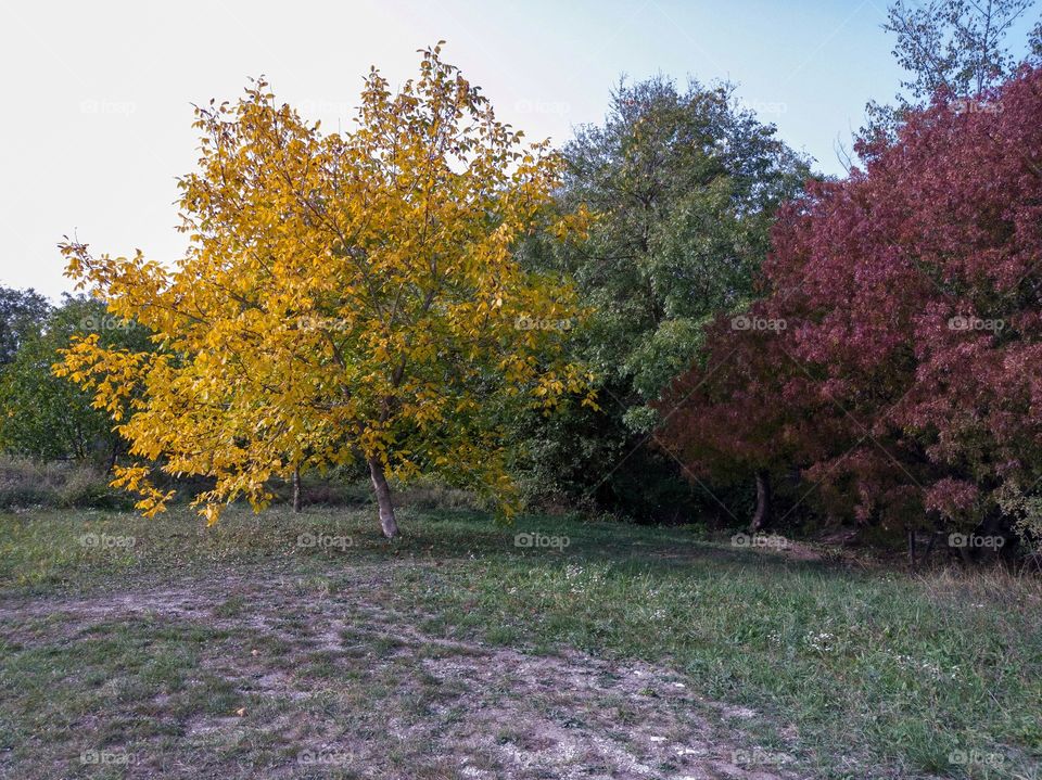 Colorful trees in the forest belt. Autumn.