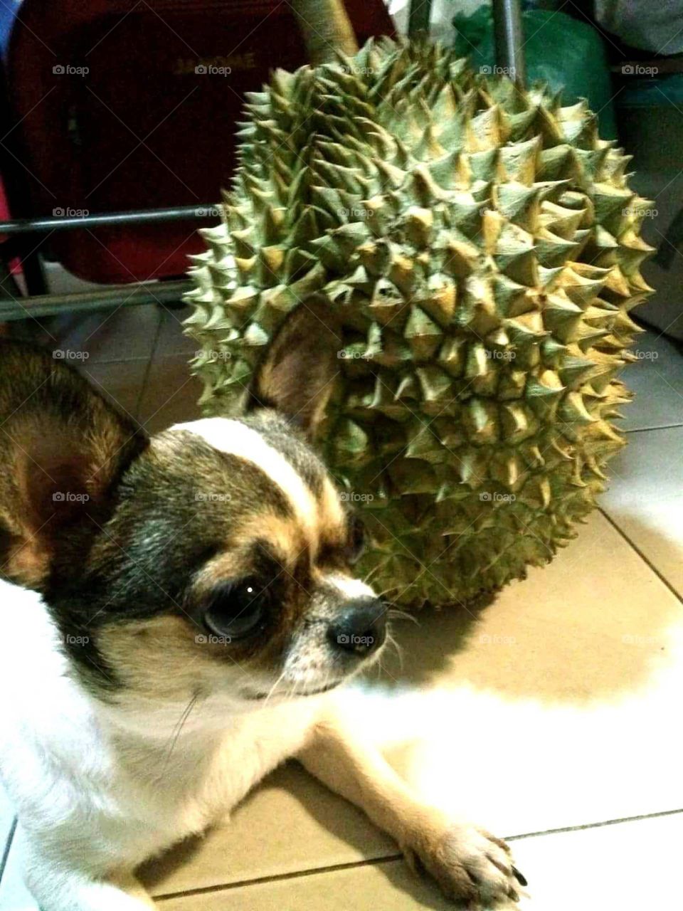 Chihuahua and durian.