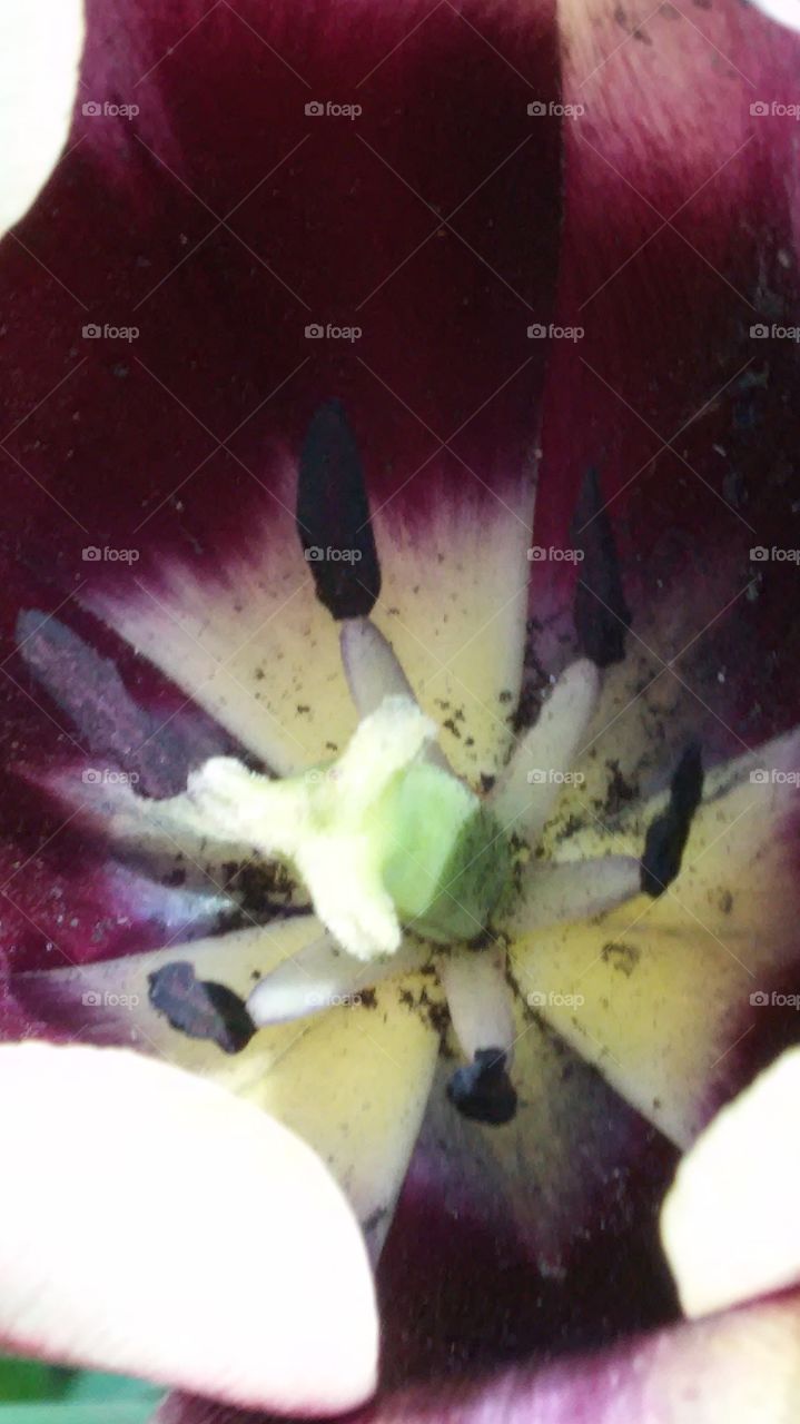 close up black tulip