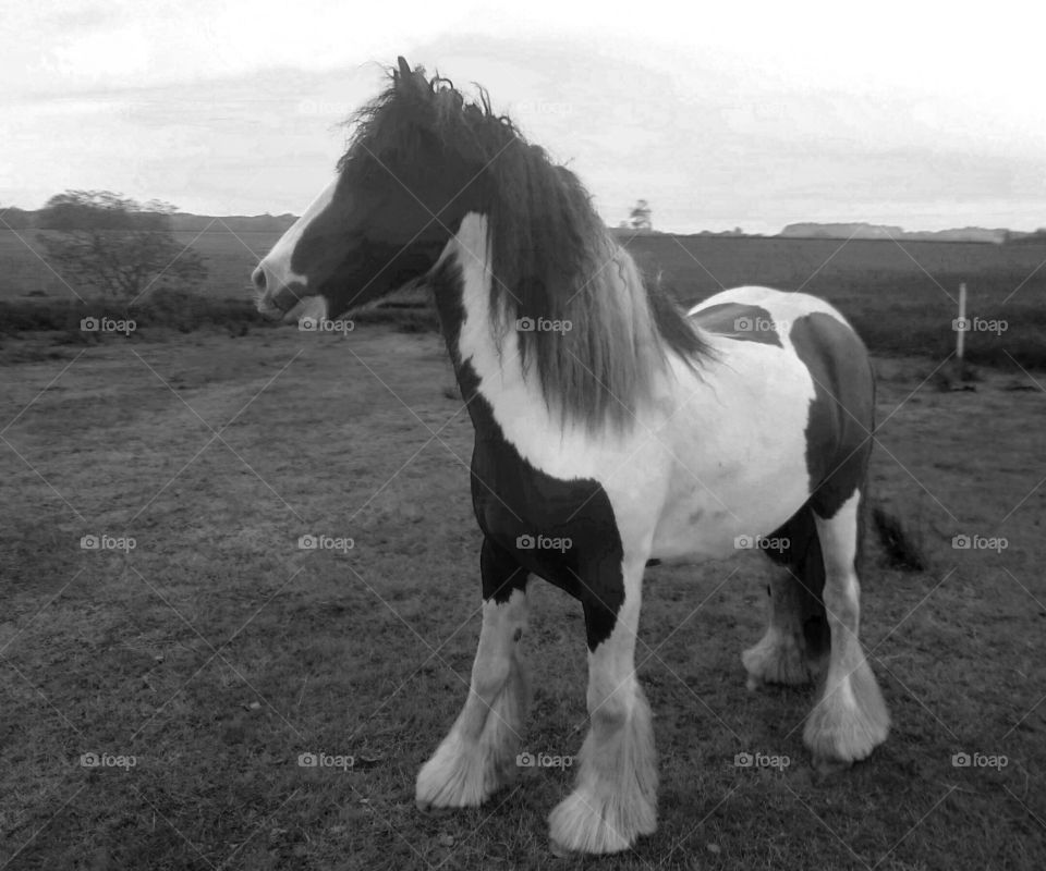 Black and white pony in black and white