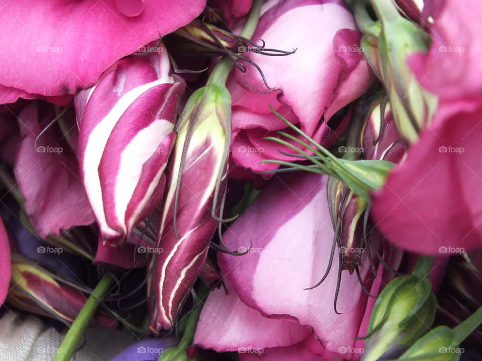 Pink lisianthus