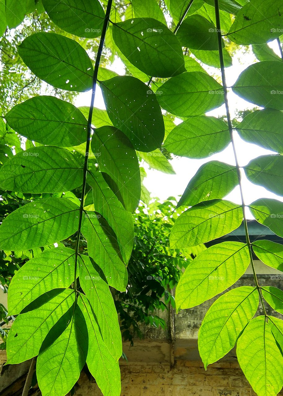 long leafs and  smallest holes