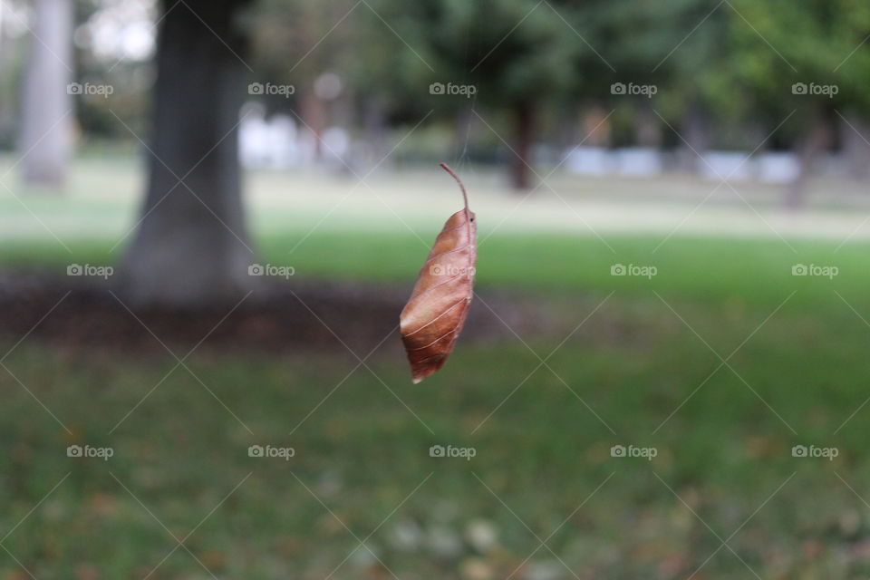 suspended leaf