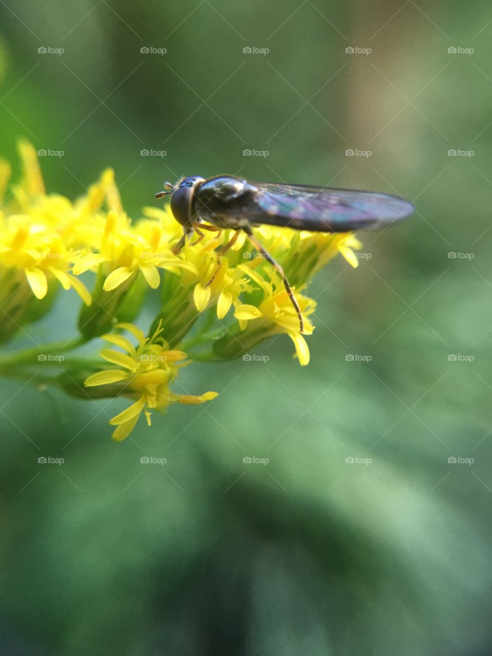 Insect on Goldenrod 