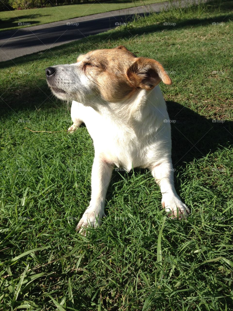 Sun in the eyes of a terrier