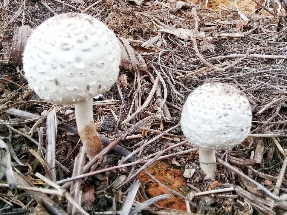 Fungus soil.many grow in tropical climates this type of fungus cannot consumed but its shape is unique