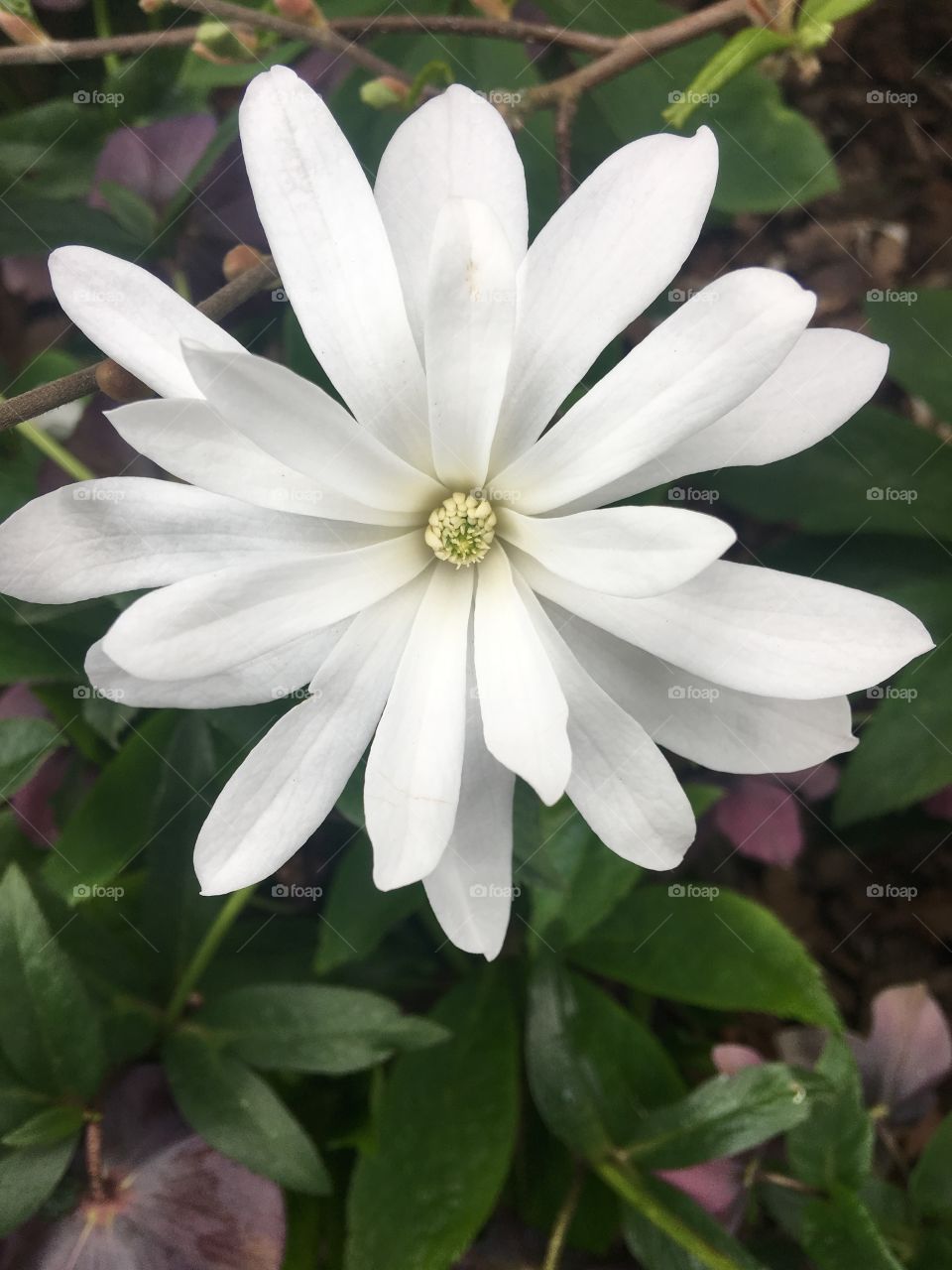 White flower
