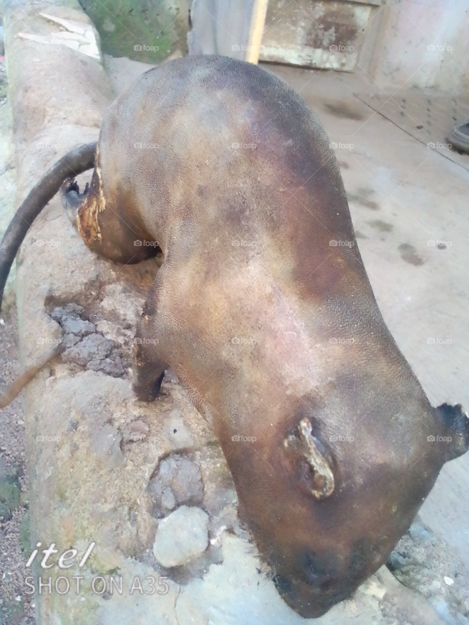 rabbit that is roated