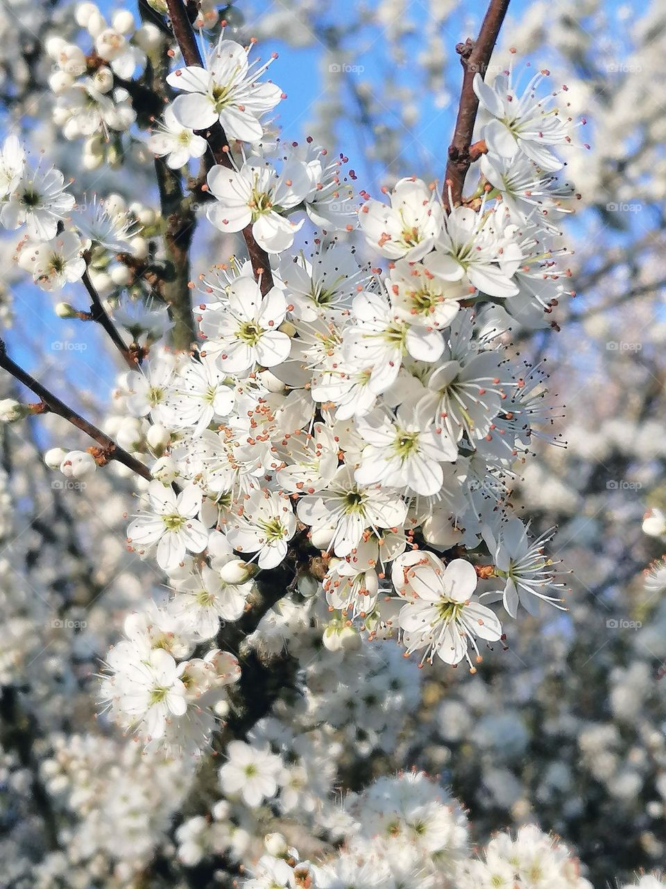 macro picture of beautiful white cherry blossom.