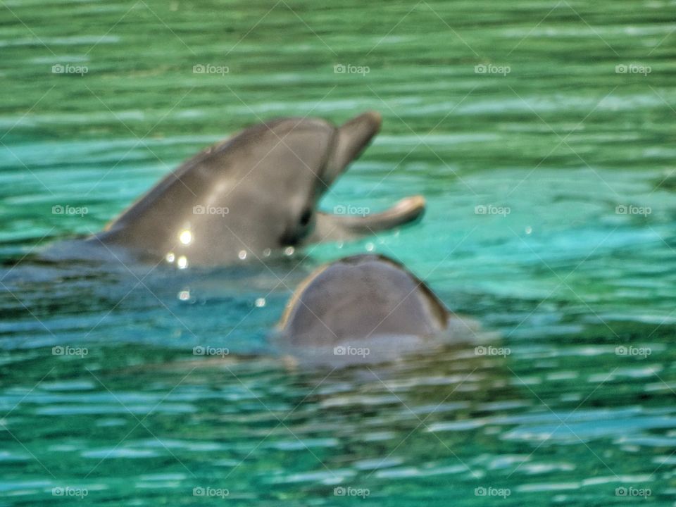Pair Of Dolphins
