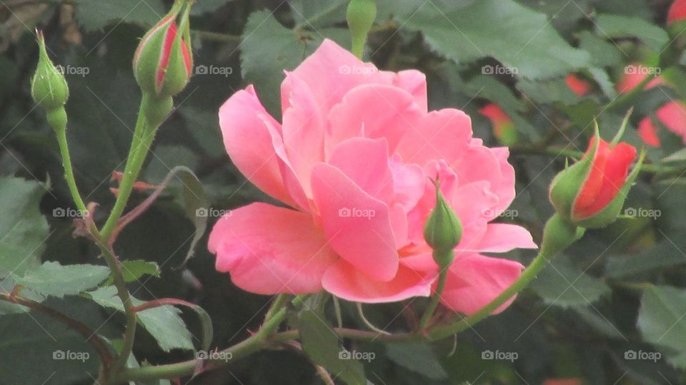 pretty pink roses