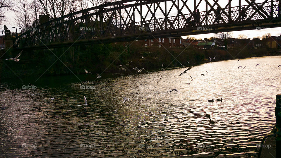 Seagulls under a  bridge