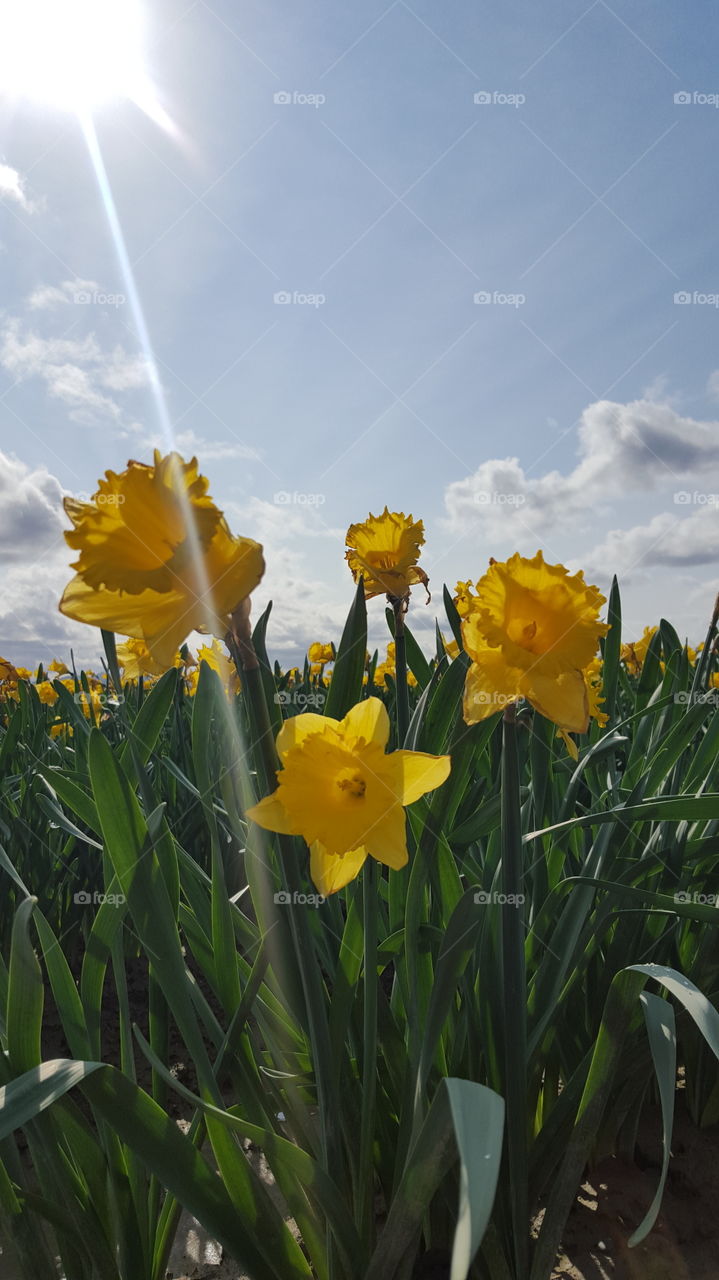 daffodils in the sun