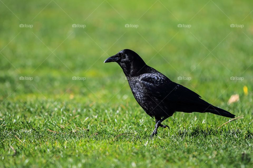 Raven walk on the grass