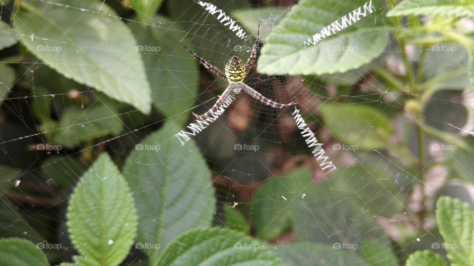 Yellow Spider