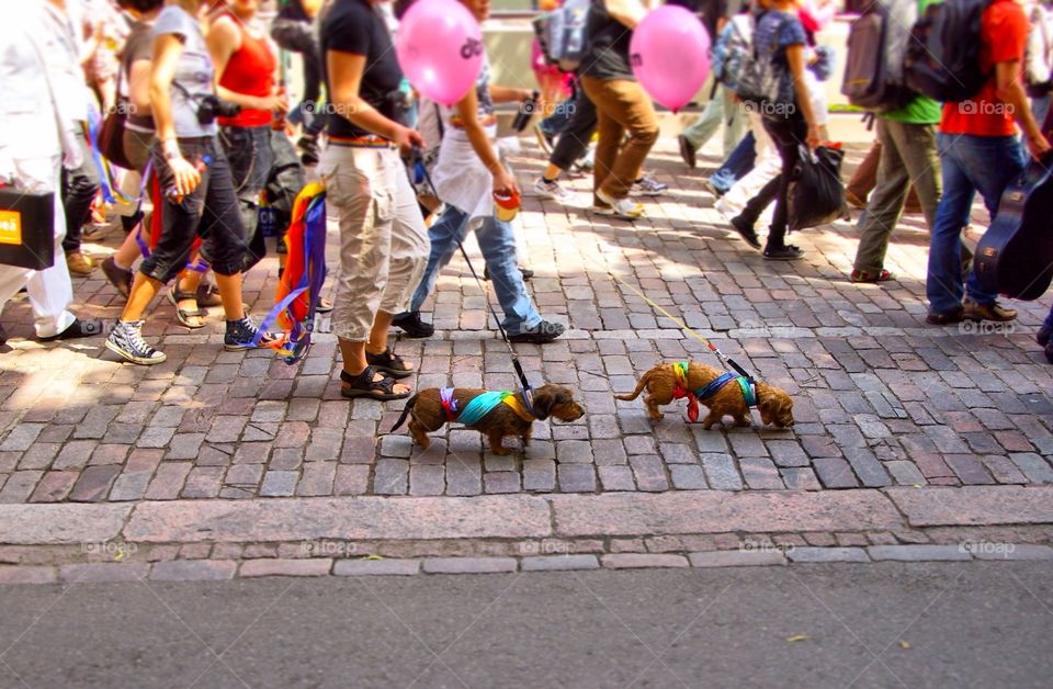 Cute dachshunds