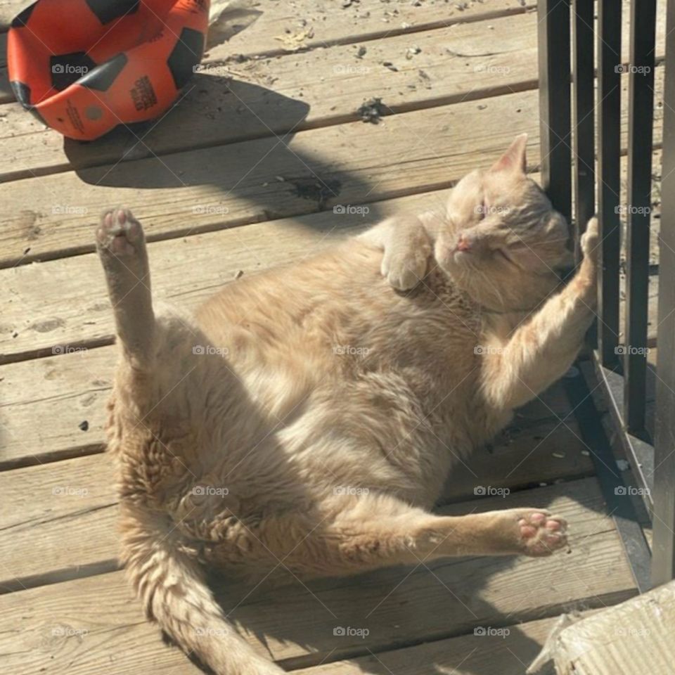 Morris sunbathing
