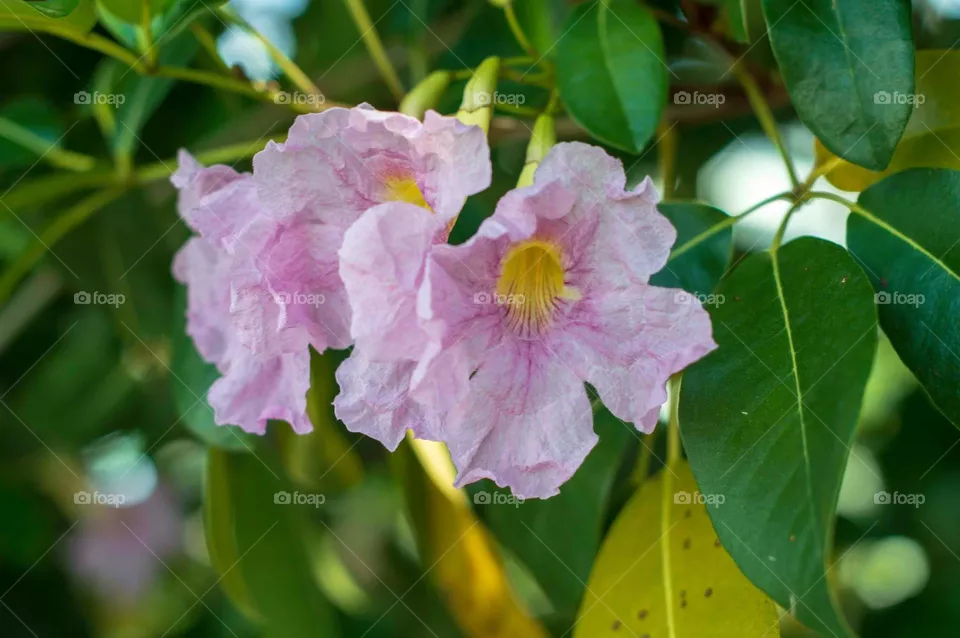 Pink Flowers