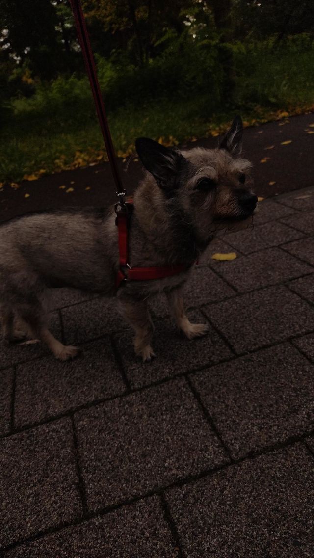 dog story