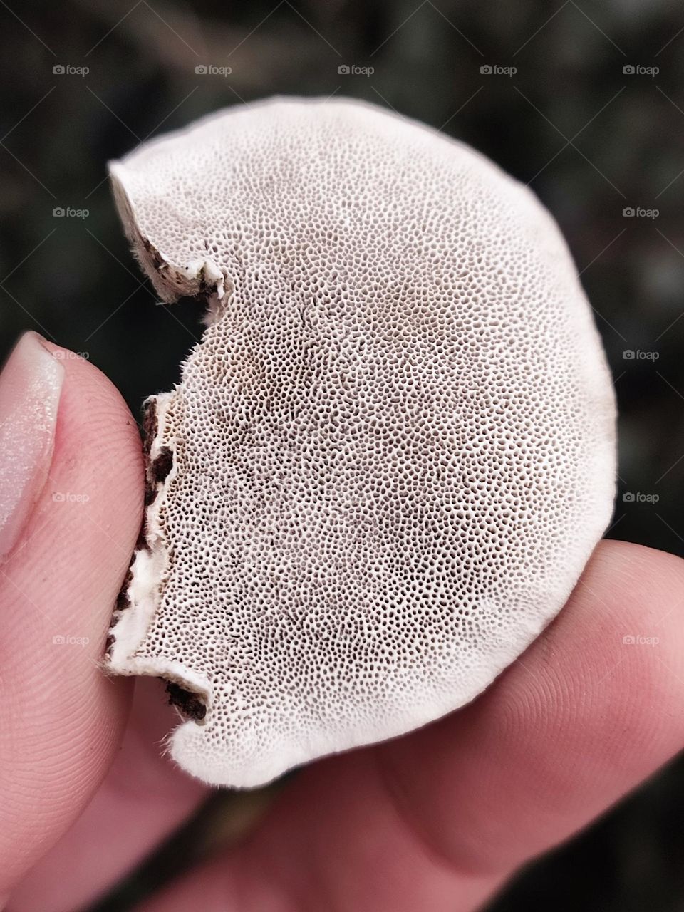 Mushroom pores Trametes hirsuta macro