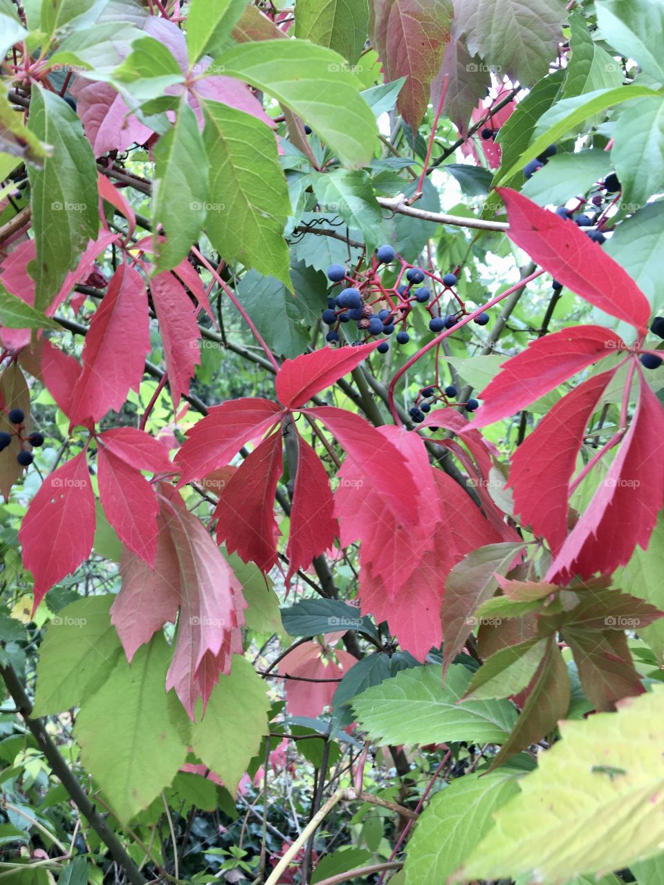 Autumn colors on Virginia creeper