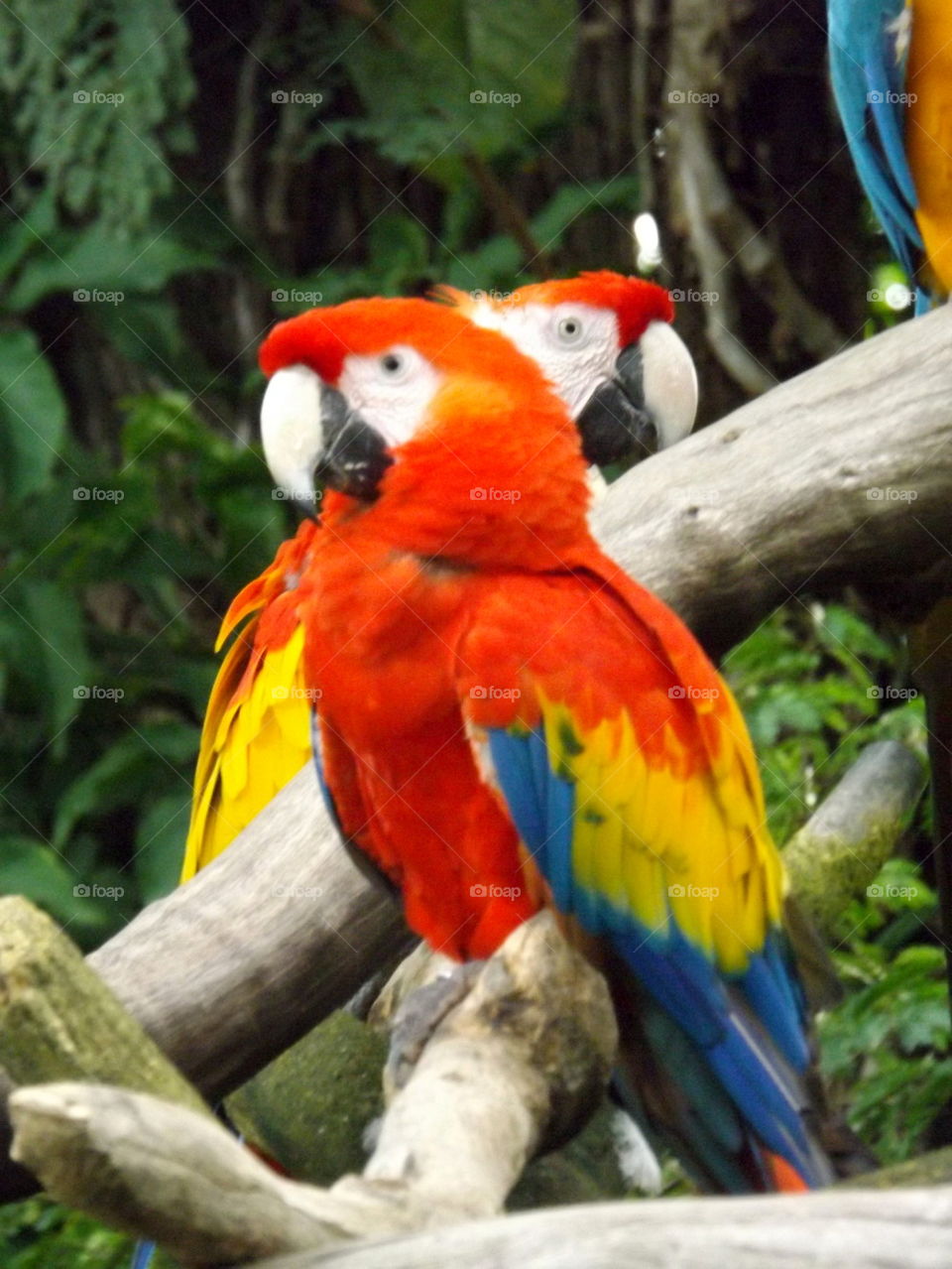 parrots