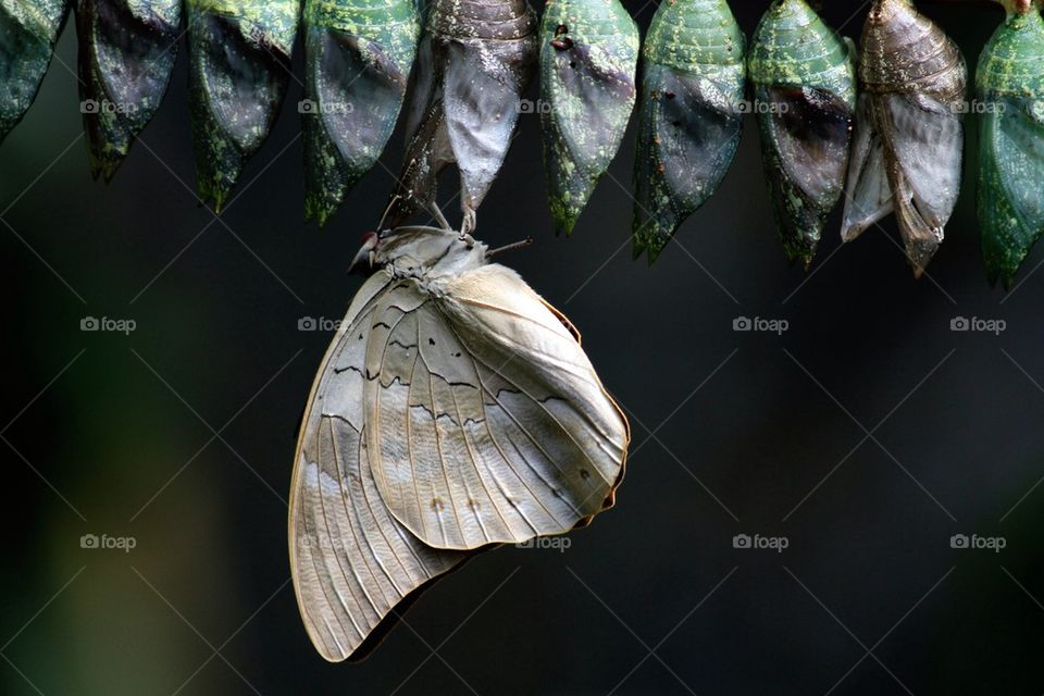 Morpho butterfly