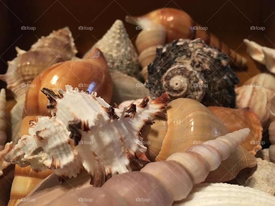 Seashells