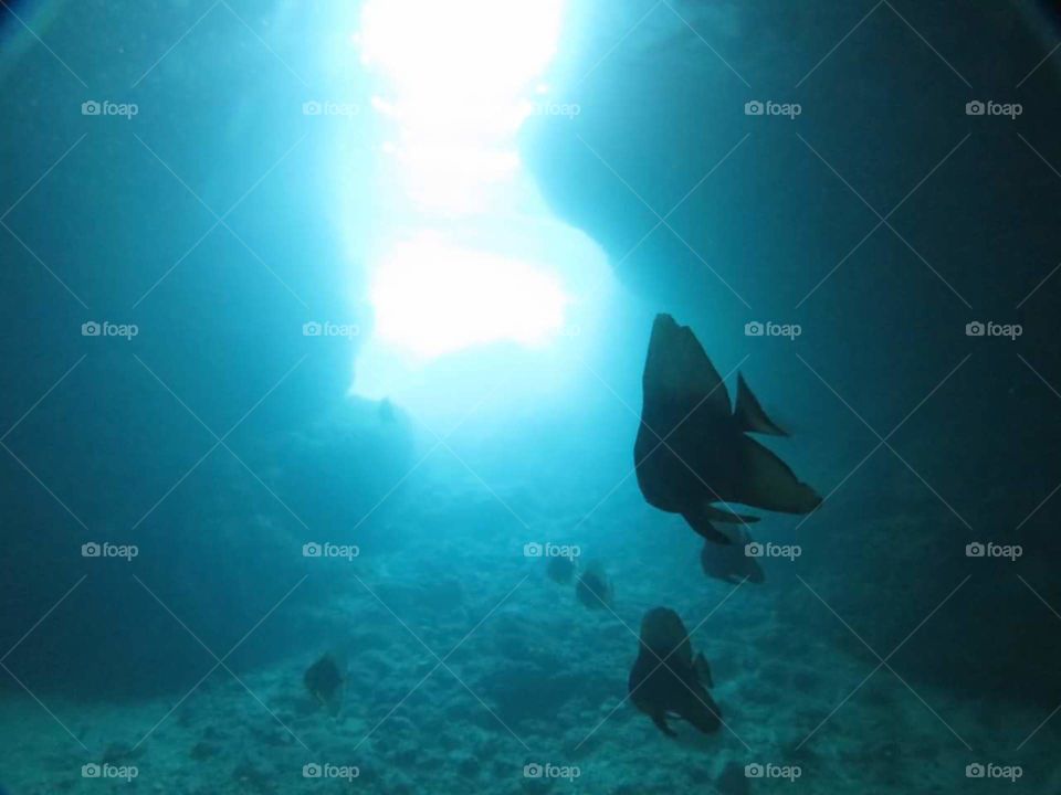 peixes fish fundo do mar