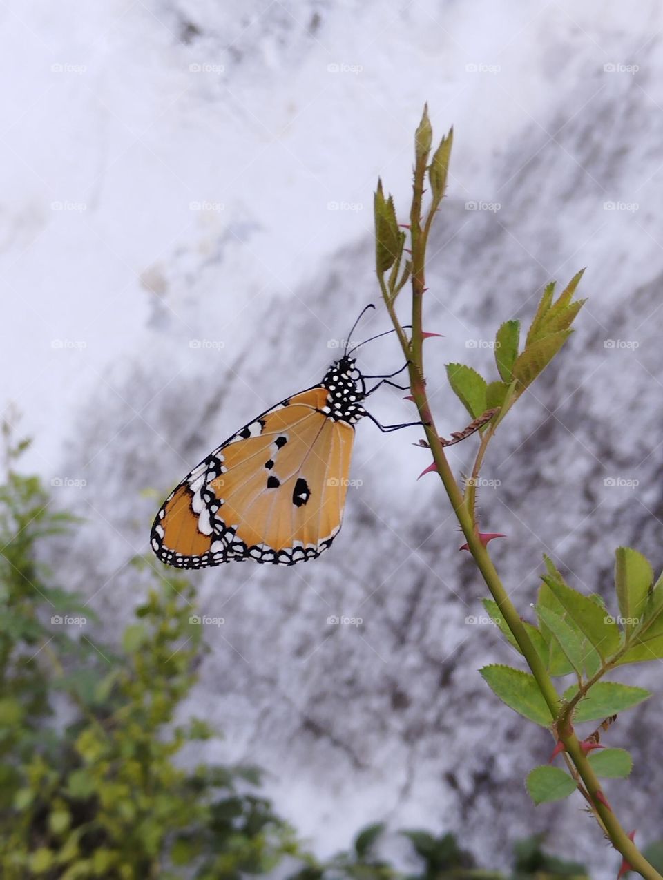 Butterfly resting on a plant