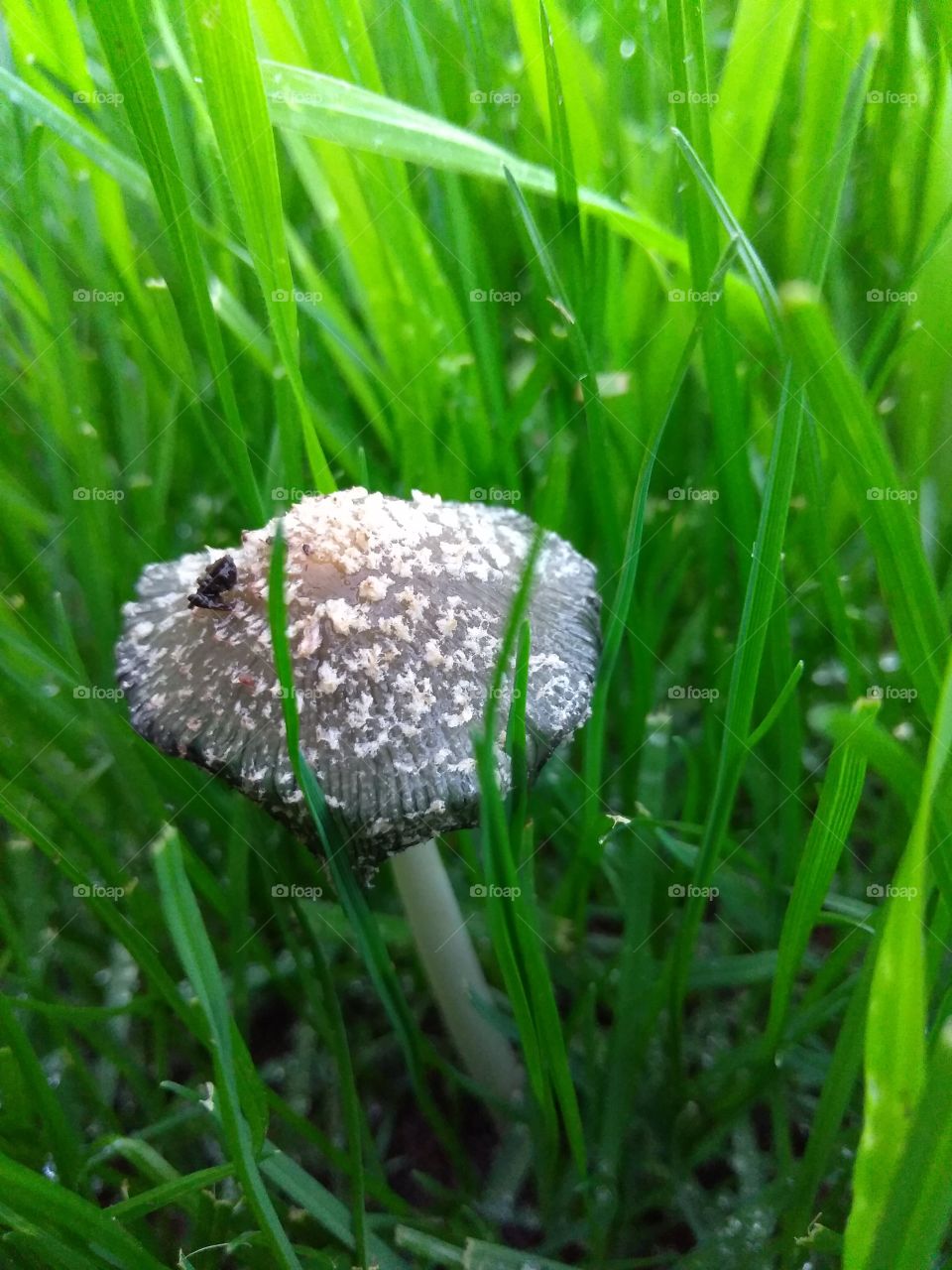 Close Mushroom