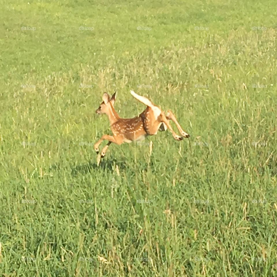 Baby whitetail Dee fawn