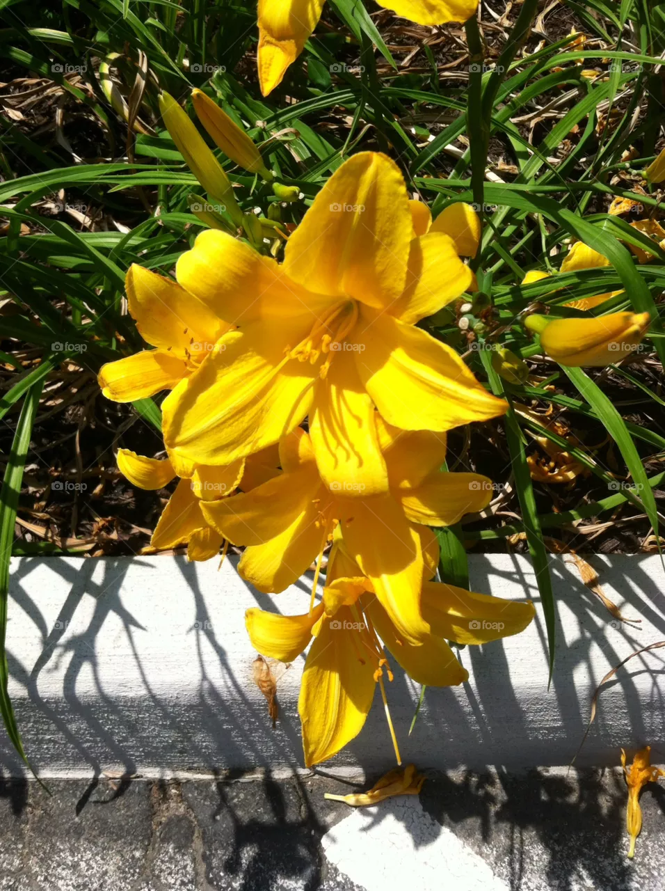 Nature, Leaf, Flower, No Person, Garden