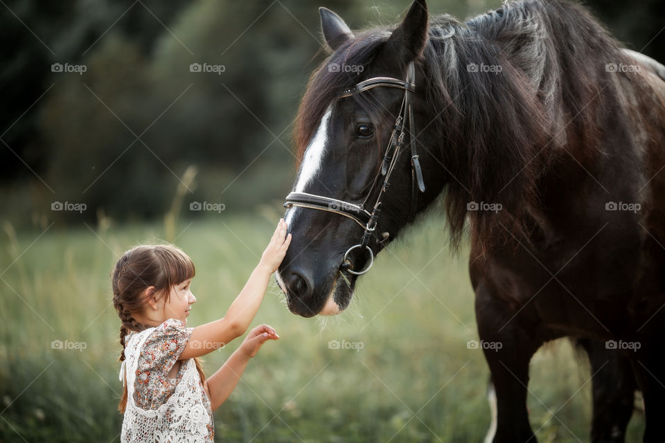 Little girl with shire horse at summer evening 