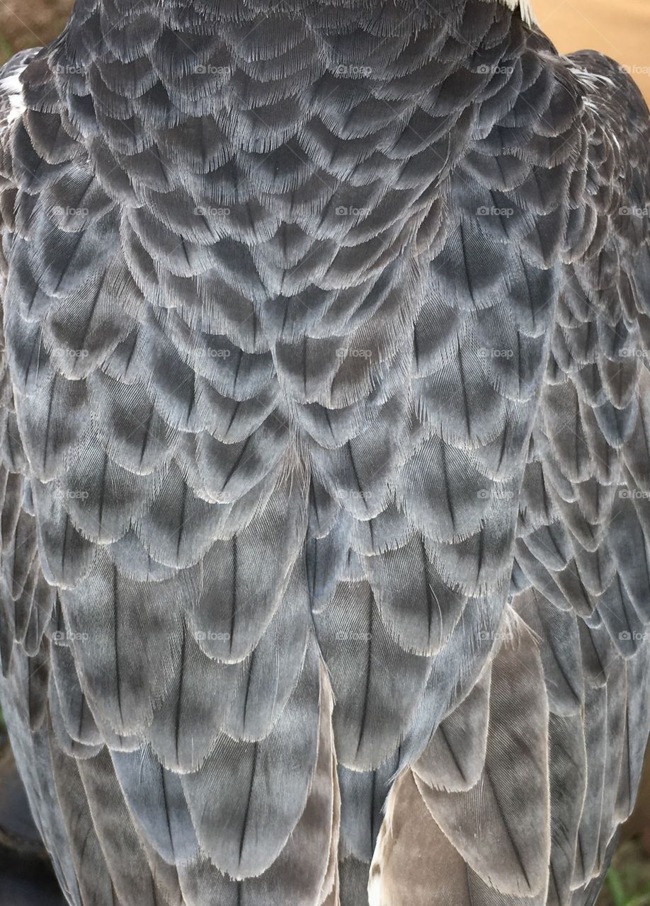 Close-up of a bird feather