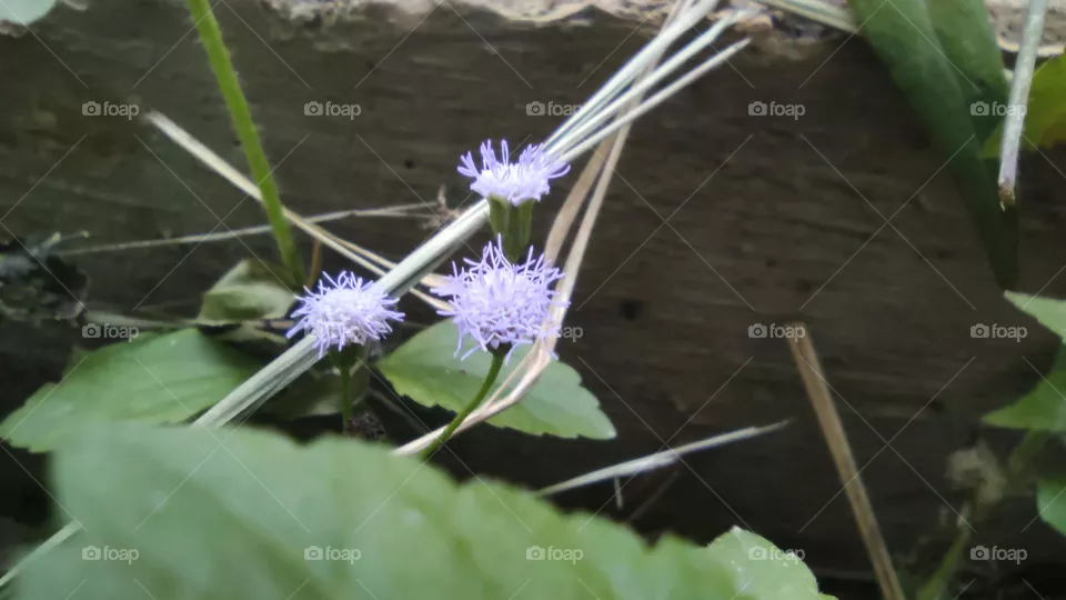 little purple