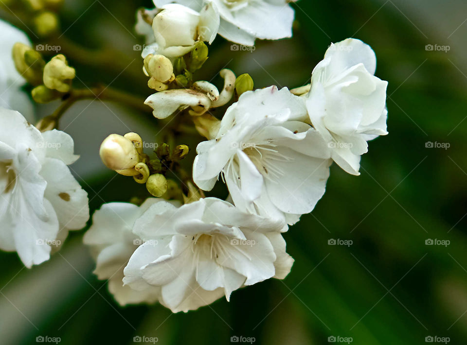 Floral photography - Arali