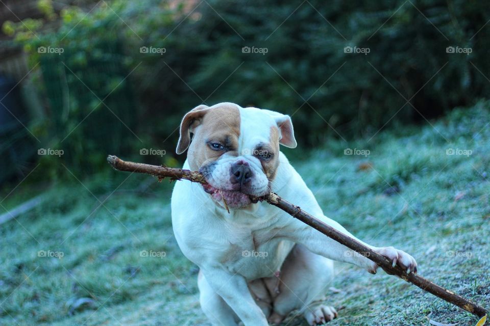 Dog bulldog playing hard biting small woods in garden house free time funny and cute 