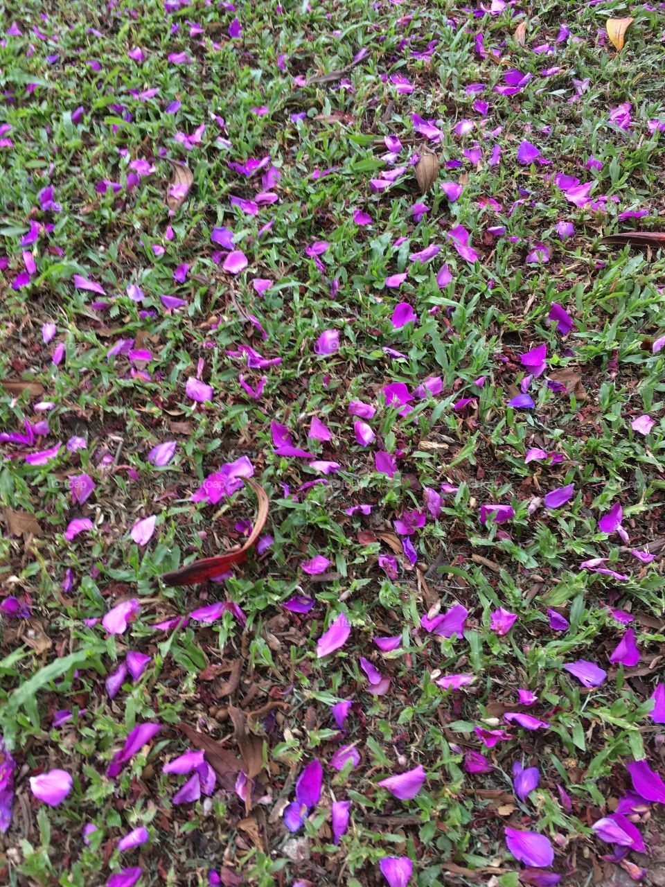 Um carpete de pétalas! Gostaram do gramado repleto de flores? Uma obra prima da natureza. 