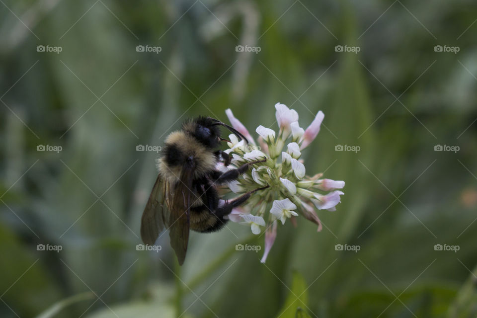 Bee feeding from a flower