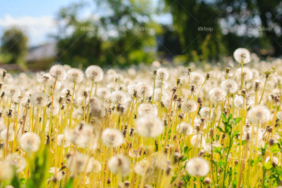 Blooming dandelions