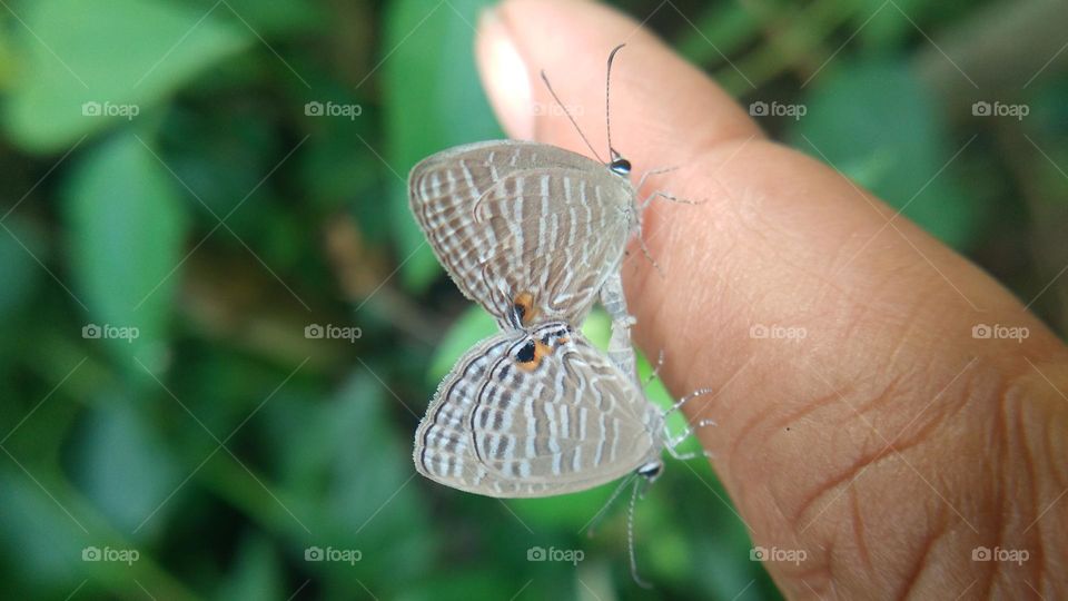 A pair of little butterflies perched on the fingertips